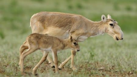 Saïgas, antilopes rares, bactérie