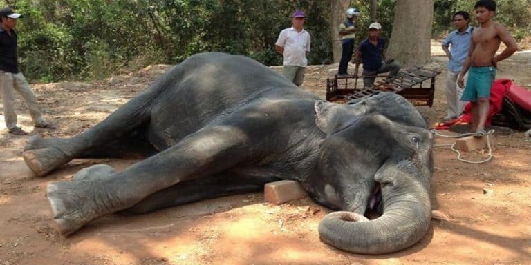 Cambodge: mort d&rsquo;un éléphant qui transportait des touristes sur son dos