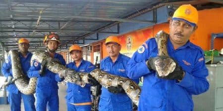 Un serpent géant de 8 mètres découvert en Malaisie Serpent géant, Malaisie, Civil Defence Force