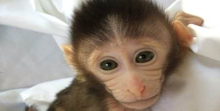 Étudier l’autisme avec des singes génétiquement modifiés Singe, Génétique, Autisme