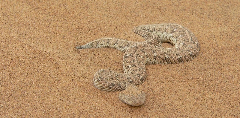 Vipère heurtante, Serpent dangereux