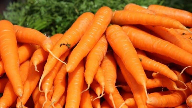Pourquoi la carotte est-elle orange ? Tout est une histoire de gènes