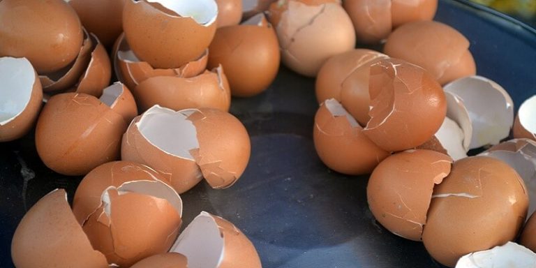 Des pansements faits à partir de coquilles d’œufs