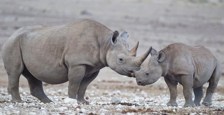 Des rhinocéros envoyés en Australie pour lutter contre le braconnage