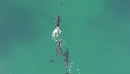 De rares images montrent de fausses orques pourchasser un jeune requin Fausses orques attaquent un requin et un drone filme la scène (Sydney)