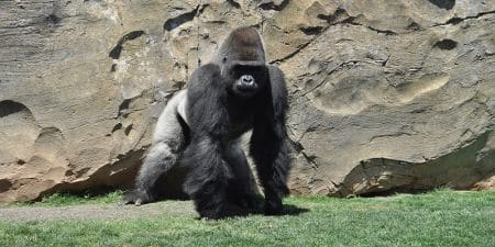 L’étonnante réaction d’un gorille lorsqu’un enfant chute dans son enclos Gorille, Enclos, Enfant, Chute