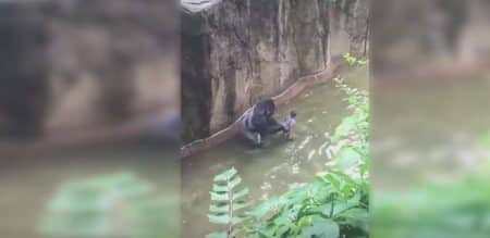 Un gorille abattu suite à la chute d’un enfant dans son enclos Gorille, Zoo, Enfant, Chute, Enclos