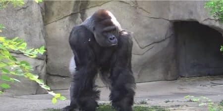 Harambe, Pétition, Mort, Zoo