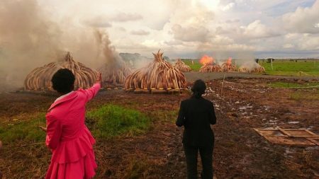 Braconnage: le Kenya a brûlé 5% du stock mondial d’ivoire Kenya, brûler l'ivoire pour lutter contre le braconnage