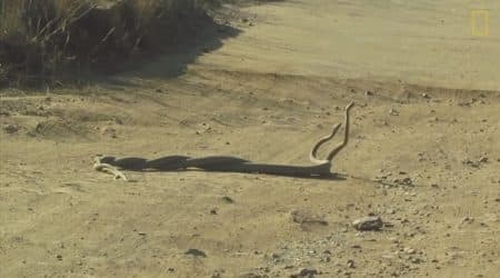 Vidéo: deux mambas noirs se livrent à un combat pour une femelle Mambas noirs combat en Afrique du Sud