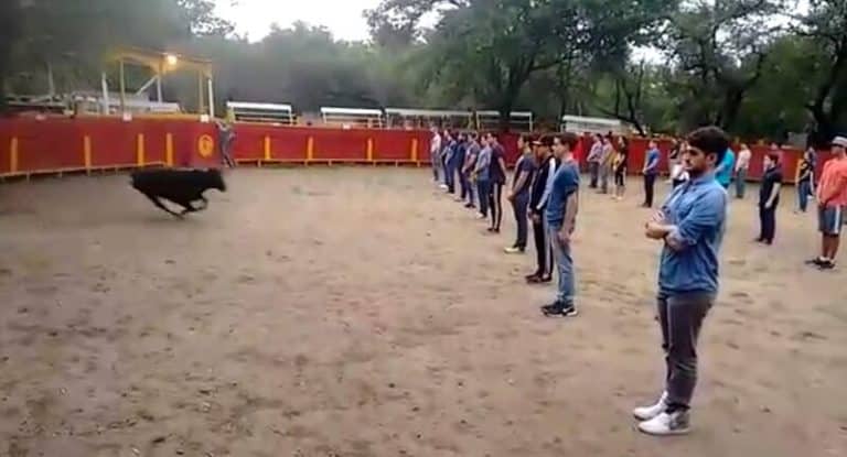 Dans les arènes, les taureaux répondent seulement aux agressions