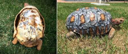 Une tortue dont la carapace avait brûlé en reçoit une nouvelle imprimée en 3D Tortue Freddy avec sa carapace imprimée en 3D