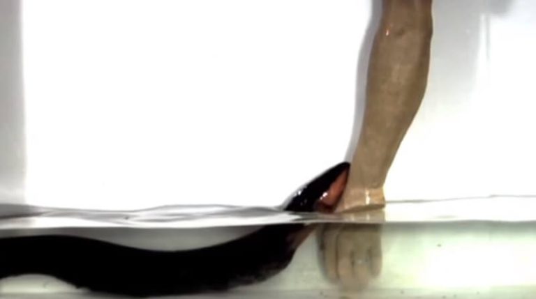 Vidéo: les anguilles électriques peuvent sauter hors de l&rsquo;eau pour attaquer