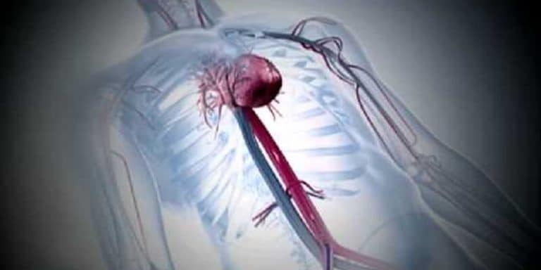 Pourquoi le cancer du cœur n&rsquo;existe pas ?