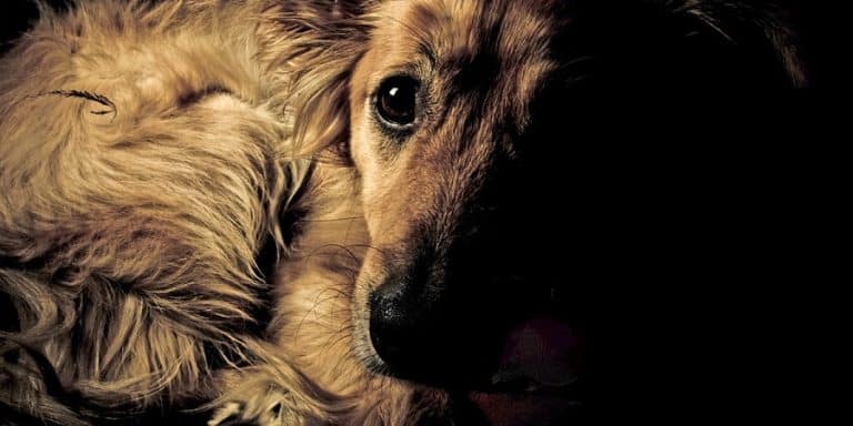 Le festival de la viande de chien ouvre aujourd&rsquo;hui à Yulin