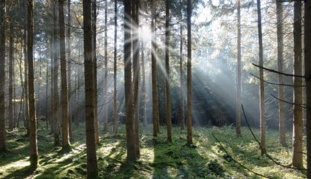 La Norvège dit stop à la déforestation: un engagement inédit ! Forêt, Norvège
