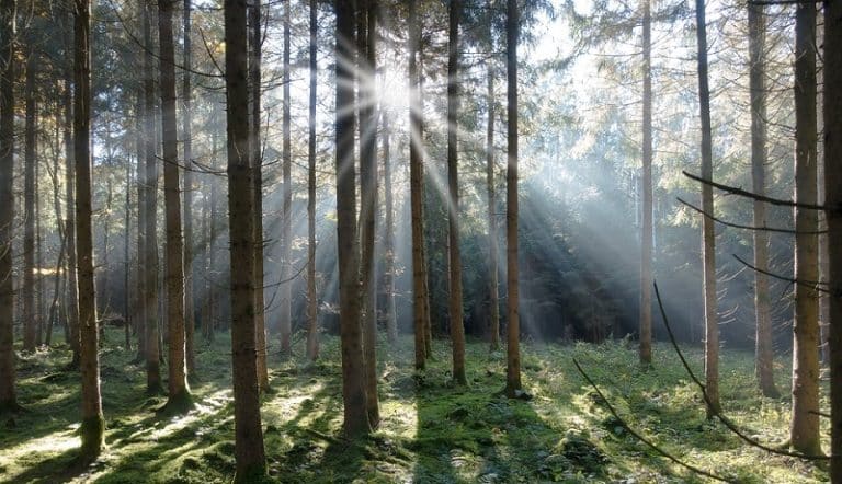 La Norvège dit stop à la déforestation: un engagement inédit !