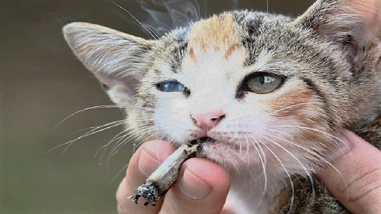 Le tabagisme passif est un danger pour les animaux