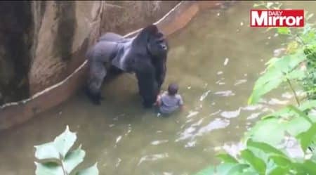 Mort du gorille Harambe: une nouvelle vidéo vient alimenter les critiques Gorille Harembe tué dans un zoo