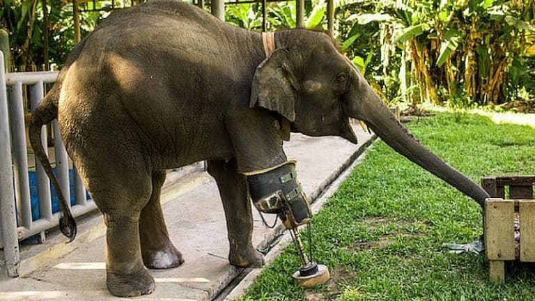 Mosha: un éléphant amputé qui remarche grâce à une prothèse de patte géante