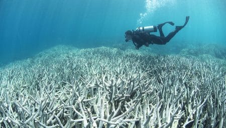 Plongeur sur la Grande Barriere de corail, blanchiment