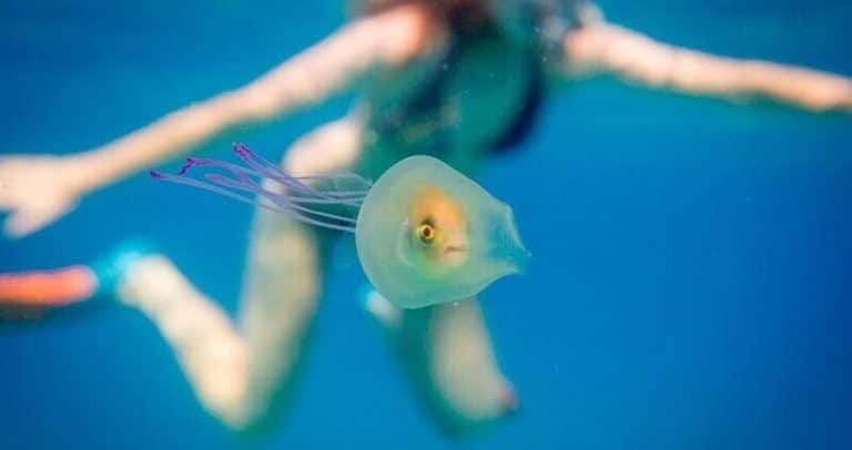 Un poisson à l&rsquo;intérieur d&rsquo;une méduse translucide
