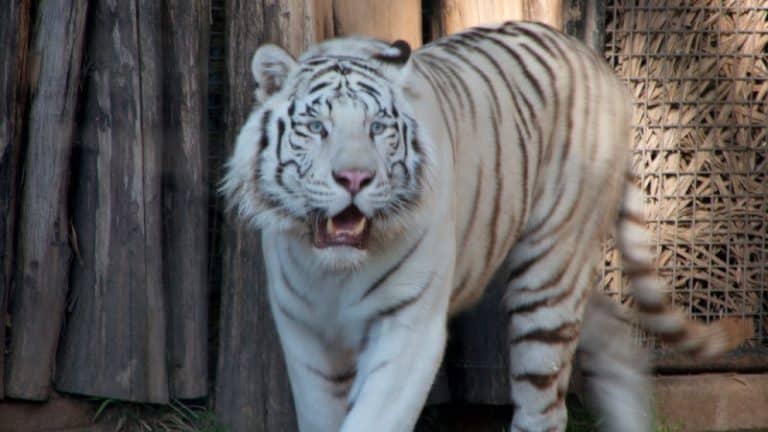 Le zoo de Buenos Aires fermé, bientôt 1500 animaux seront libérés !