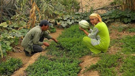 Brachoua, un village marocain qui revit grâce à l’agriculture raisonnée Brachoua, permaculture et agriculture raisonnée