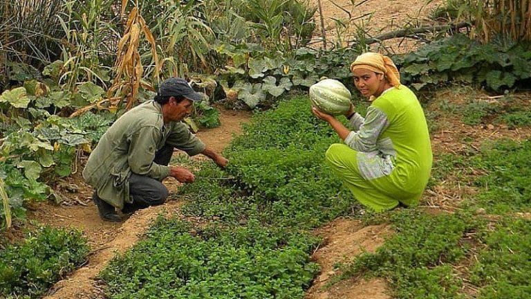 Brachoua, un village marocain qui revit grâce à l’agriculture raisonnée