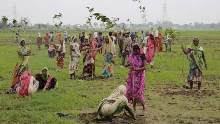 L&rsquo;Inde plante 50 millions d&rsquo;arbres en une seule journée