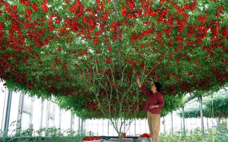 L&rsquo;Octopus Tomato Tree produit 32.000 tomates par récolte