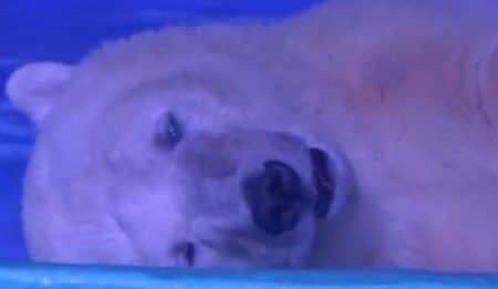 Ours polaire dans un centre commercial en Chine