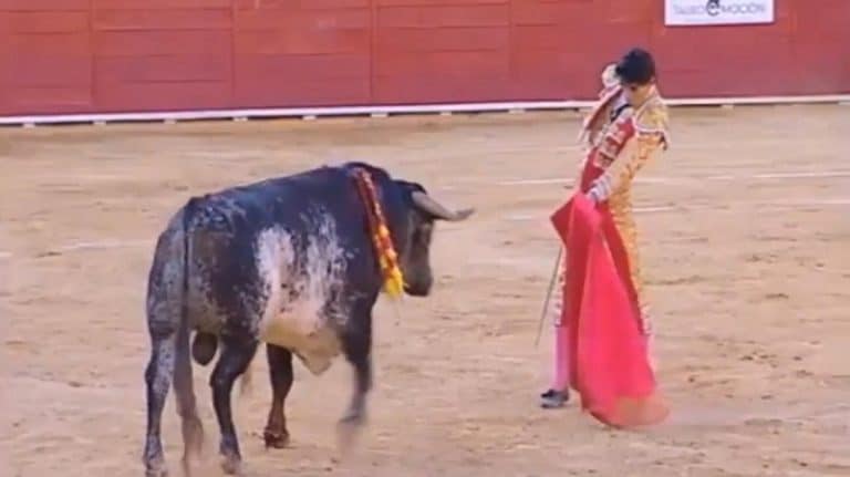 Un jeune torero meurt encorné en pleine corrida en Espagne
