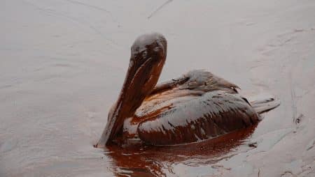 Marée noire, catastrophe environnementale