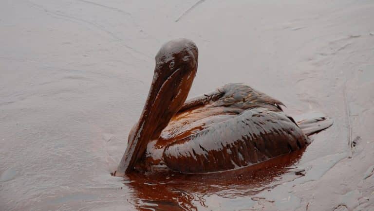 Les plus gros scandales environnementaux de notre ère
