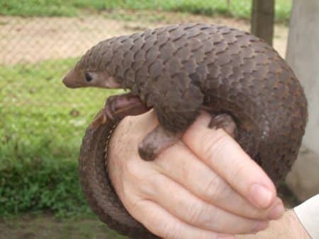 Accusés d’être vecteurs du coronavirus, les pangolins sont victime d’un braconnage intensif Pangolin en voie d'extinction