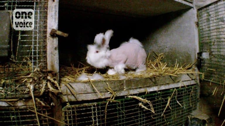 Pour produire de la laine, les lapins angoras sont torturés, et ça se passe en France