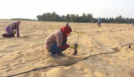 L’Égypte a réussi à faire pousser une forêt en plein désert ! Foret dans le désert en Egypte