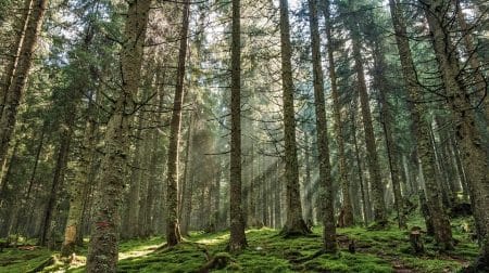 Roumanie : les forêts sont en danger ! Sauvez la biodiversité roumaine Forêt en Roumanie