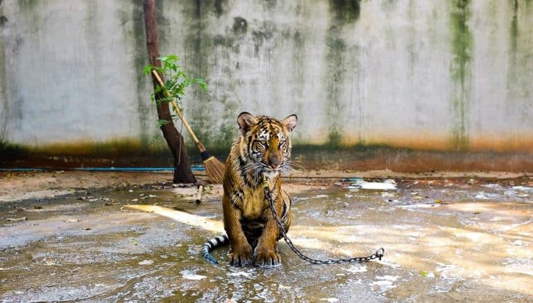 TripAdvisor ne vend plus de billets pour les attractions touristiques maltraitant les animaux
