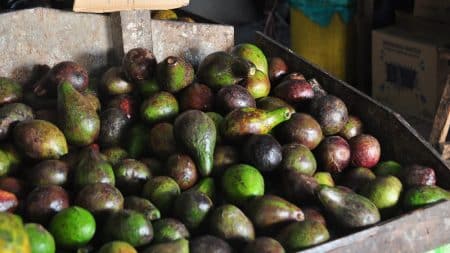 Avocat, pénurie à cause du réchauffement climatique