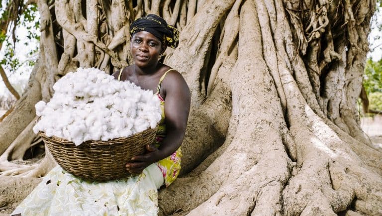 Le Burkina Faso dit stop au coton OGM de Monsanto… et réalise sa meilleure récolte