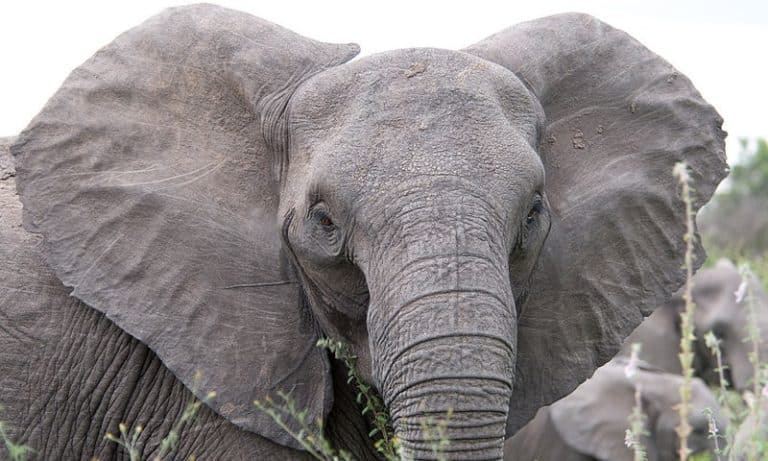 À cause du braconnage, de plus en plus d’éléphants naissent sans défenses