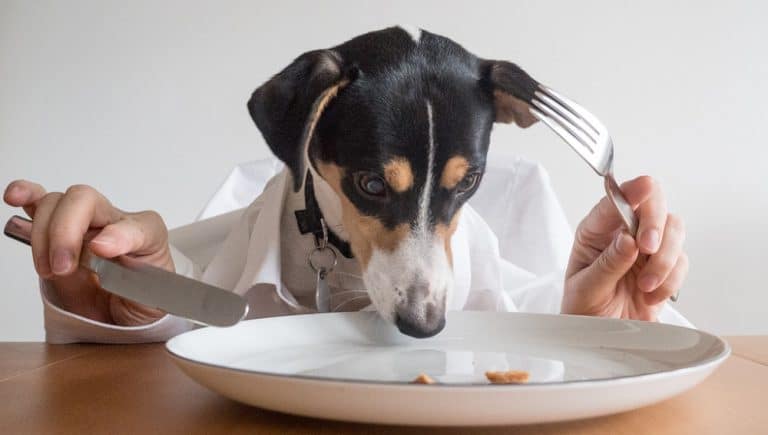 28 aliments qu&rsquo;il ne faut surtout pas donner à manger à votre chien