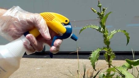 Le Beloukha, cet herbicide 100% naturel et Made in France Beloukha, désherbant naturel