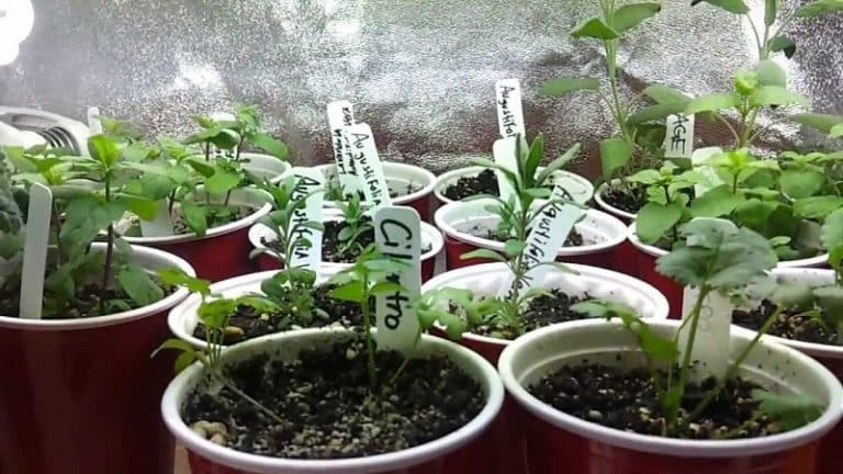 Comment cultiver vos propres légumes – même si vous n&rsquo;avez pas de jardin ?