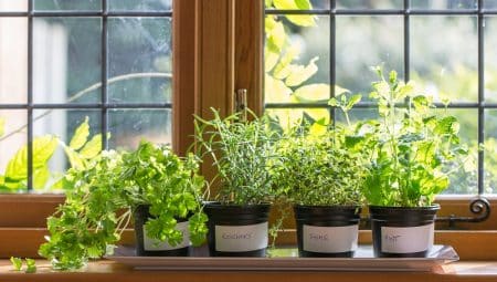 73 aliments que vous pouvez faire pousser dans des pots à la maison Faire pousser des fruits et légumes chez soi