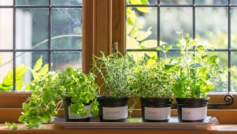 73 aliments que vous pouvez faire pousser dans des pots à la maison