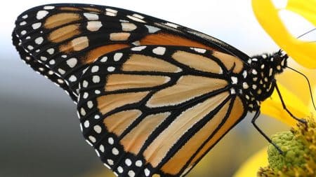 Papillon en déclin à cause de l'agriculture intensive