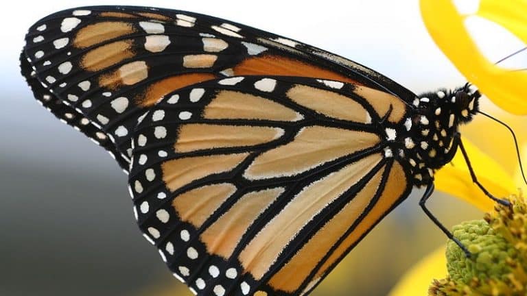 Le déclin des papillons inquiète les défenseurs de la biodiversité